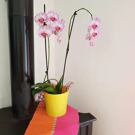 Apartman Vesna *
